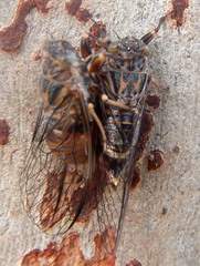 Pauropsalta