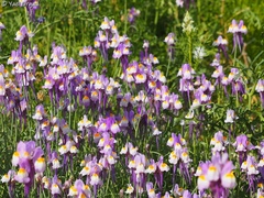 Linaria haelava