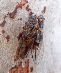 Pauropsalta