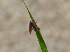 Mahanarva