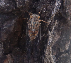 Pauropsalta