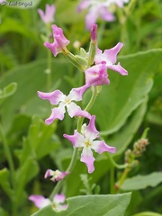Matthiola longipetala livida
