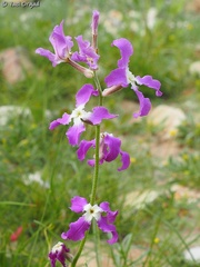 Matthiola longipetala livida