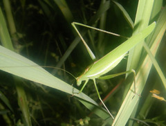 Polichne