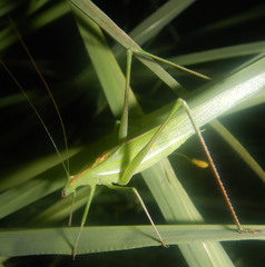 Polichne