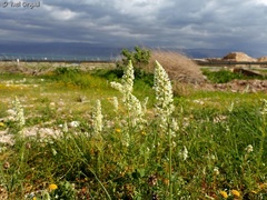 Reseda decursiva