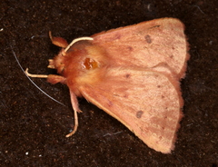 Anthela ferruginosa