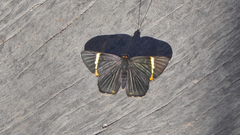 Riodina lycisca