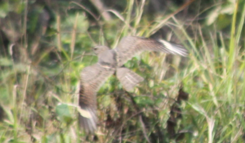 Savanna Nightjar (Caprimulgus affinis), photo 2