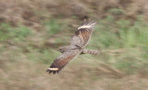Savanna Nightjar (Caprimulgus affinis)