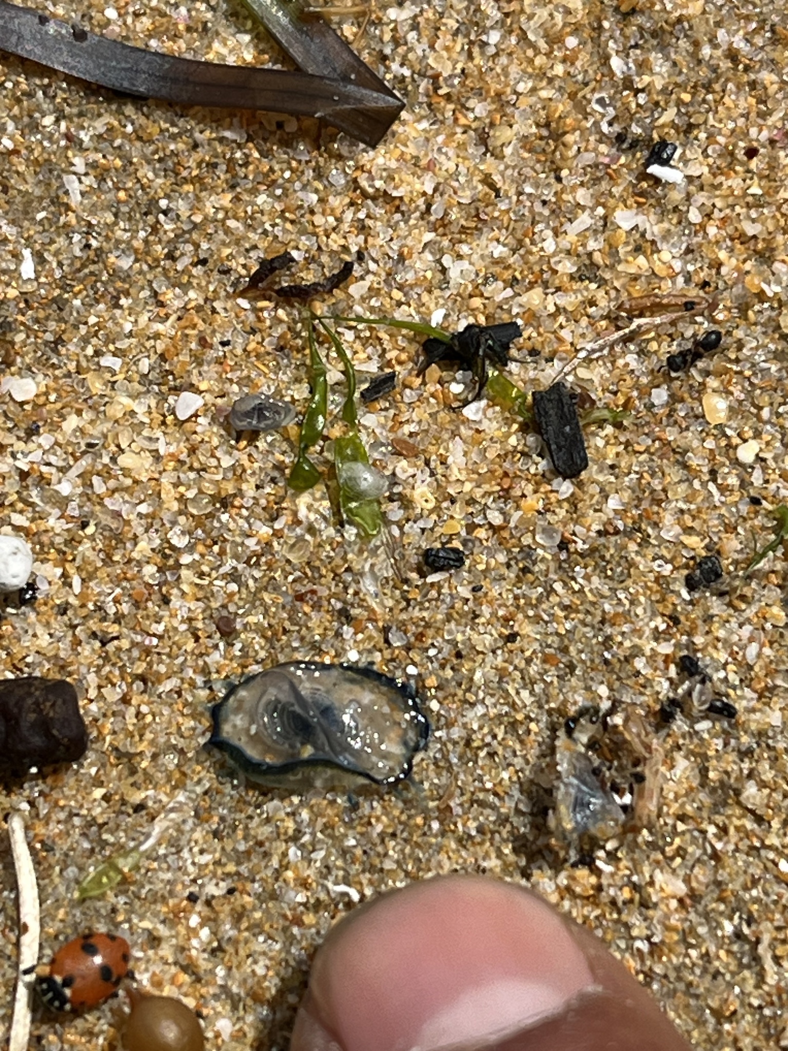 Velella velella (Linnaeus, 1758)
