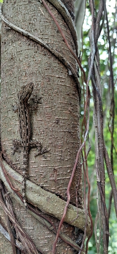 Hemidactylus frenatus