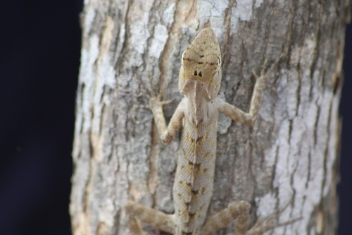 Ayeyarwady Forest Agama, Calotes irawadi