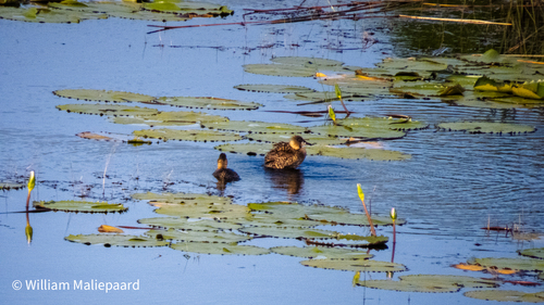 iNaturalist: (c) William Maliepaard, some rights reserved (CC BY-NC), uploaded by William Maliepaard iNaturalist image