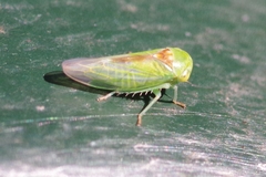 Viridicerus ustulatus