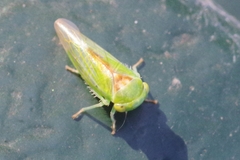 Viridicerus ustulatus