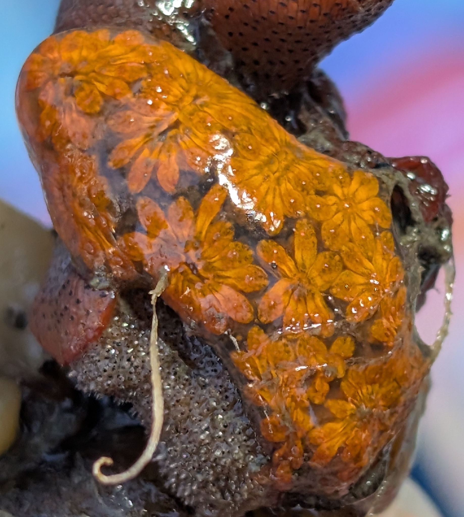 Botryllus schlosseri (Pallas, 1766)