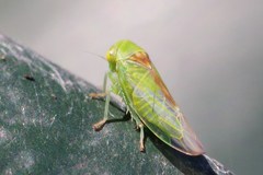 Viridicerus ustulatus