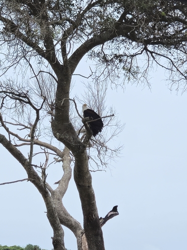 iNaturalist: (c) Logan Garrett, some rights reserved (CC BY-NC), uploaded by Logan Garrett iNaturalist image