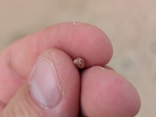 Leptothyra observed 2026-01-24