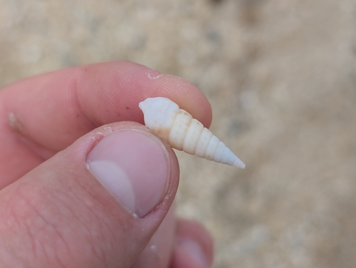 Pyramidella sulcata observed 2026-01-24