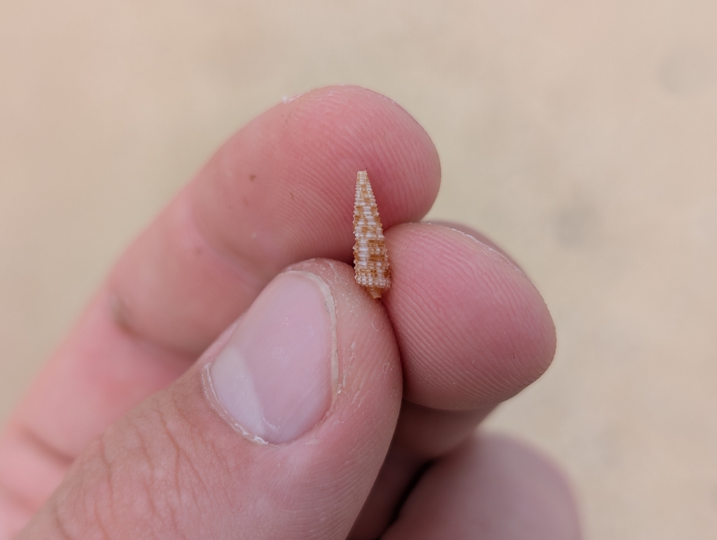 Euthymella bilix