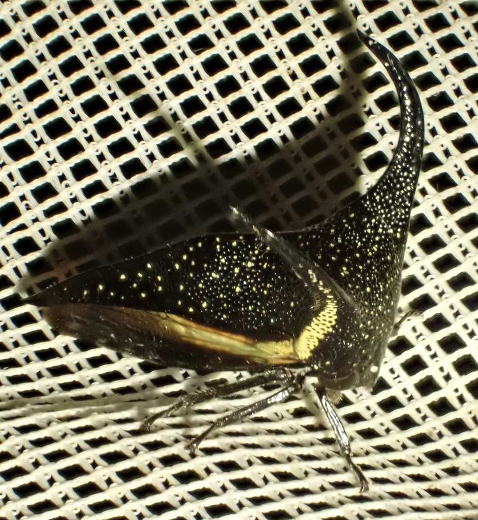 Hemikyptha marginata
