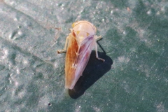 Tremulicerus fulgidus
