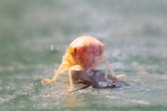 Tremulicerus fulgidus