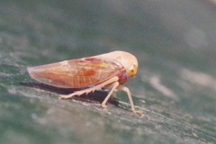 Tremulicerus fulgidus