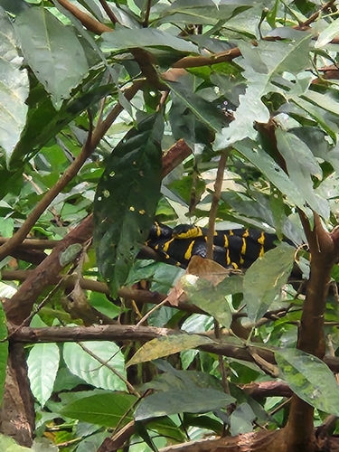 Western Mangrove Cat Snake