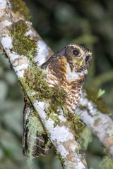 Band-Bellied Owl photo 4