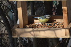 Cyanistes caeruleus
