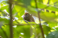 Poecilotriccus capitalis