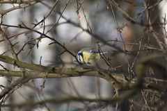 Cyanistes caeruleus