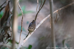 Urosphena squameiceps