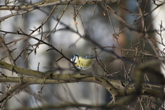 Cyanistes caeruleus