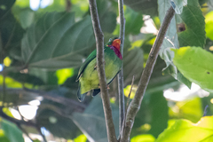 Fiery-Throated Fruiteater photo 2