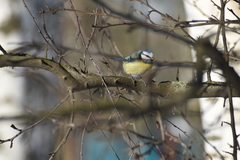 Cyanistes caeruleus