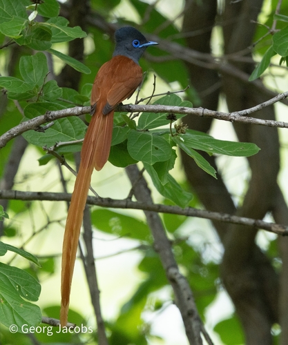 African Paradise-Flycatcher