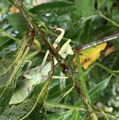Stagmatoptera hyaloptera