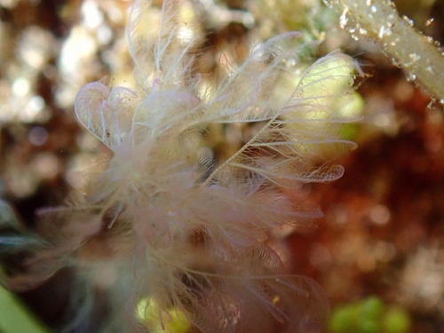 Cottoniella filamentosa observed 2026-01-25
