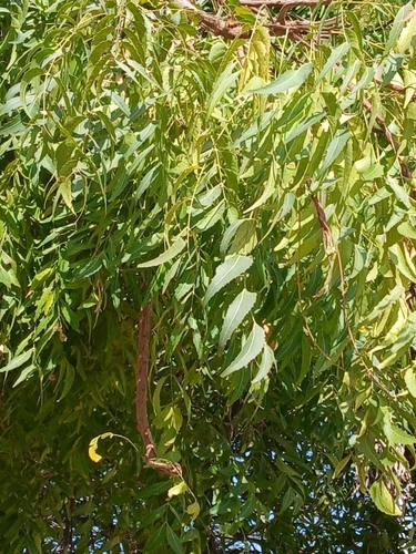 Neem
