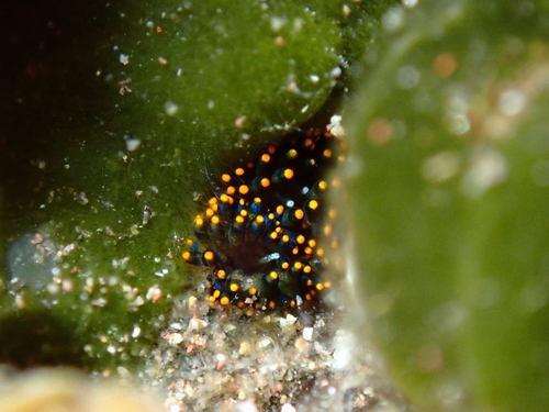 Stiliger llerae