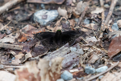 Gorgopas chlorocephala