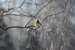 Parus major
