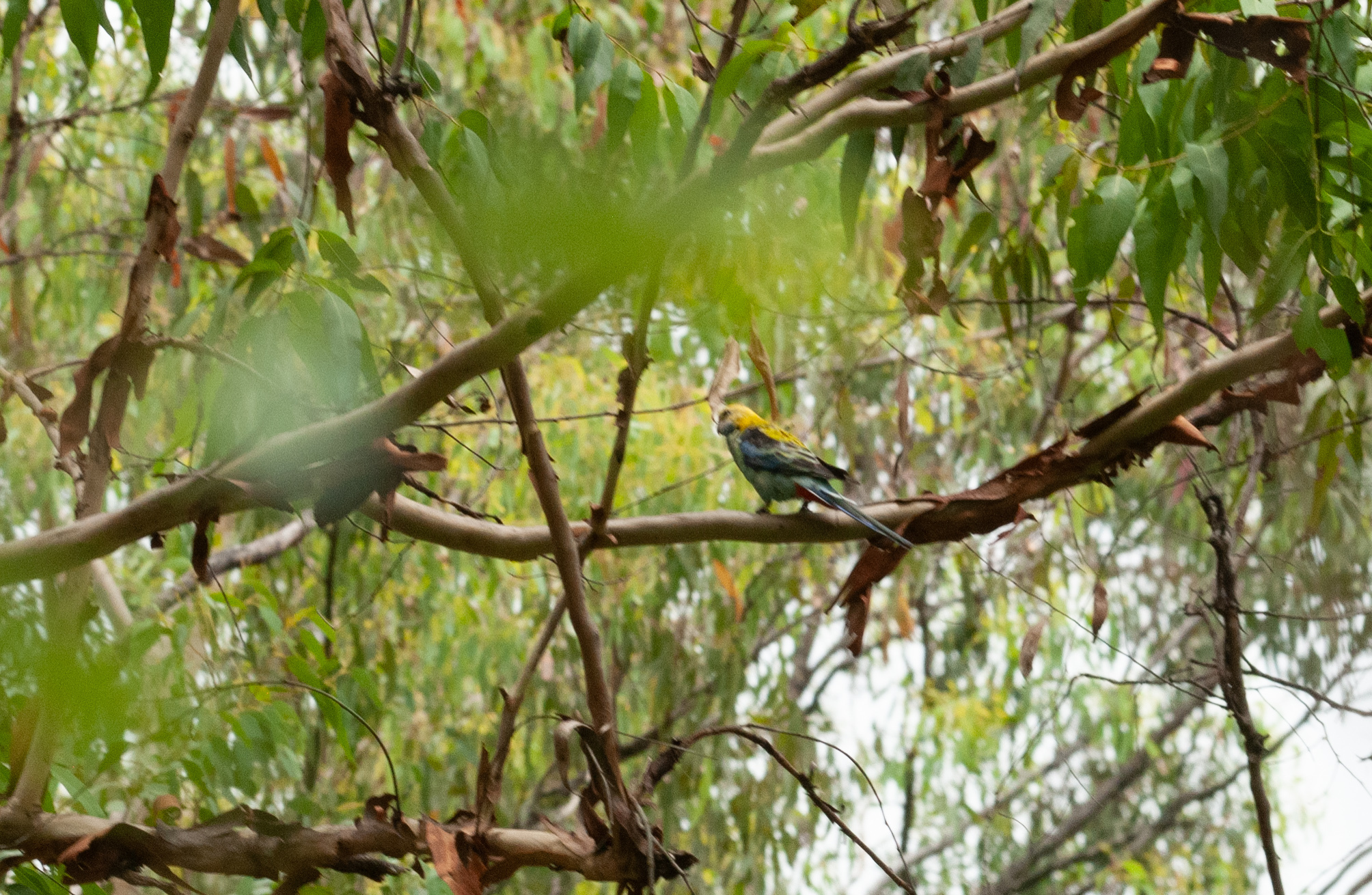 Pale-headed Rosella (Platycercus adscitus), photo 6