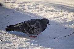 Columba livia domestica