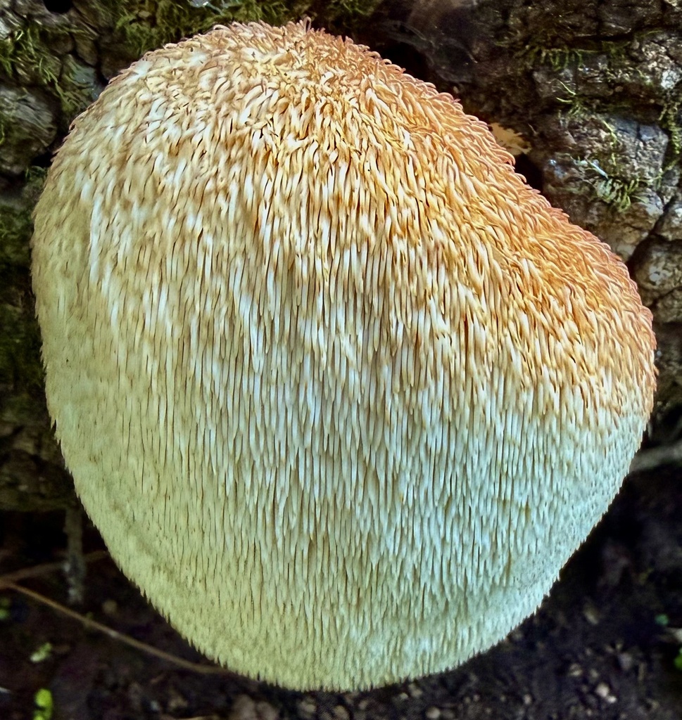 Hericium erinaceus · January 2026 · photo: © hllrnnr (iNaturalist, cc0)