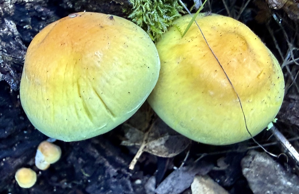 Hypholoma fasciculare · January 2026 · photo: © hllrnnr (iNaturalist, cc0)
